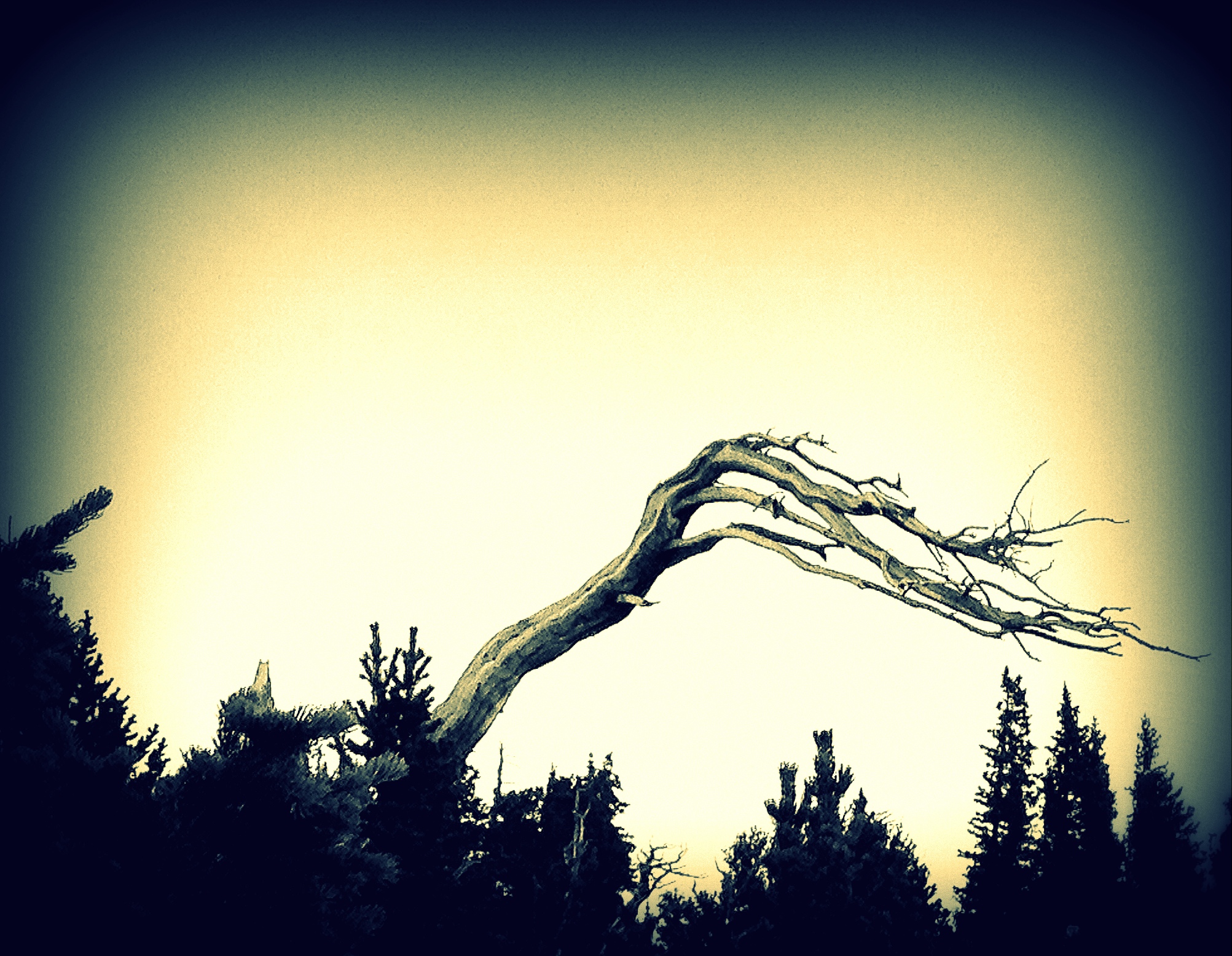 The Witches Tree_Mt_Goliath, CO