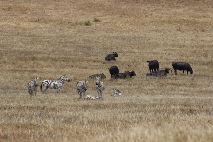 These zebras can be seen mixing about with the cattle near the Hearst Castle. Word is this wealthy man by the name of Hearst let all his Zebras free to mingle with the cattle before meeting his death. Now they can be seen right off the highway in California of all places! 