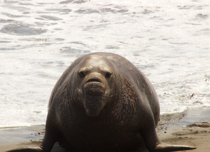 She just rolled in from the water, and was as dainty as an elephant seal could be at that size.