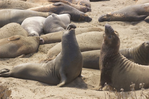 Shortly after this, these two starting body slamming each other. One eventually submitted to the authority. 