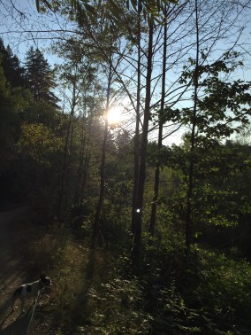 Riverfront regional Sonoma County