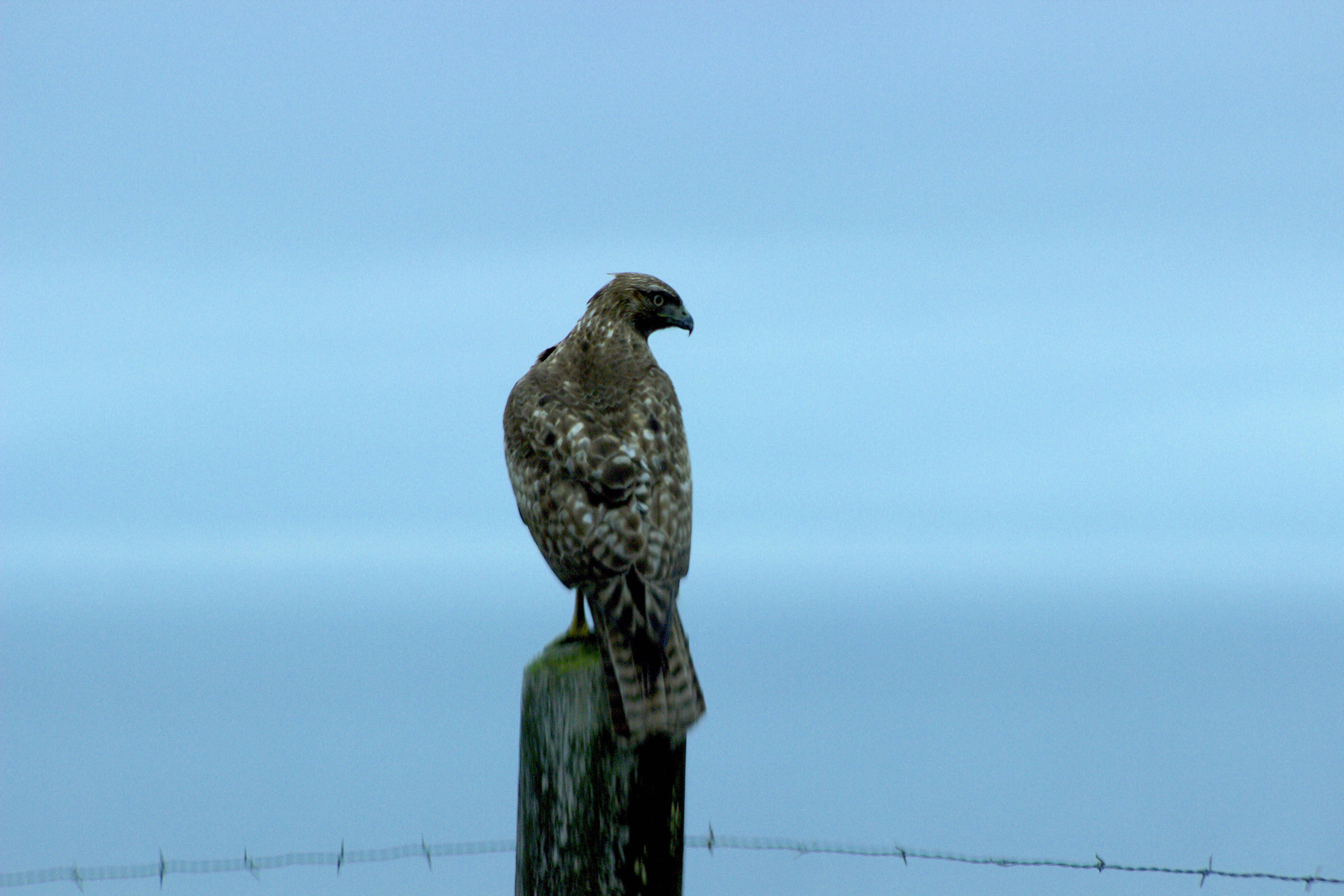 Pt Reyes Hawk