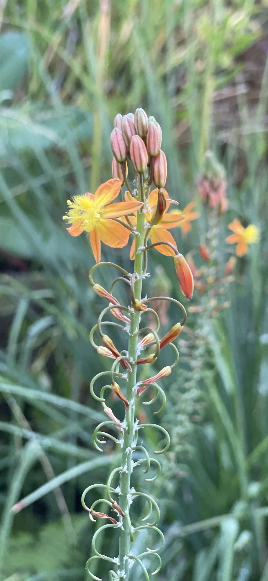 Popular Opinion: Wait