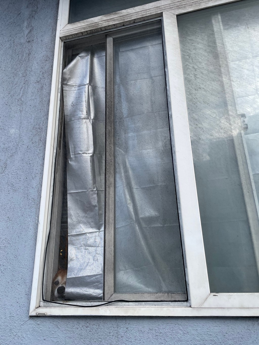 How to be a Dog in the City: Pro Tips and&nbsp;Tricks!